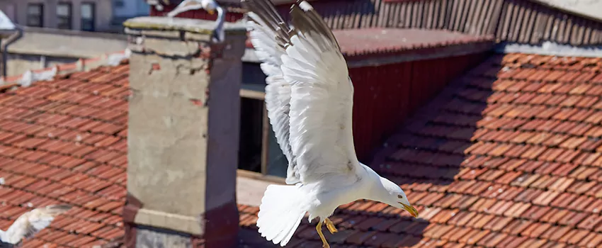 Residential Chimney Animal Removal Solution in Wasco, CA