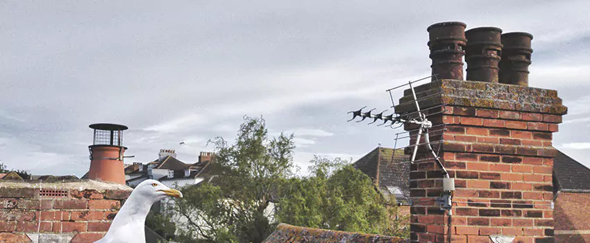 Chimney Cleaning And Restoration in Wasco, California